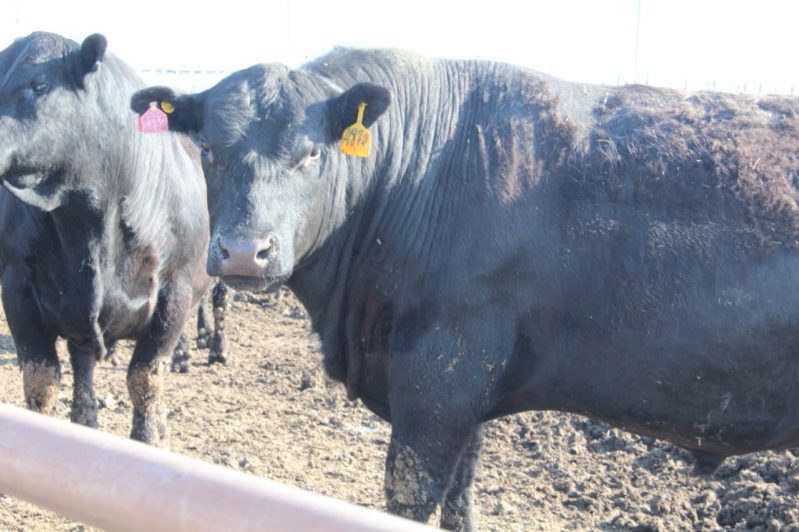 Костанайская область планирует экспортировать 2 тыс тонн говядины в 2018 году