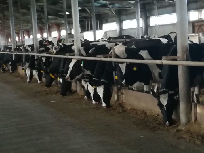 «Умную молочную ферму» запустили в Костанайской области