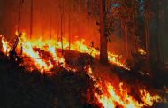В нескольких районах Костанайской области тушат лесостепные пожары