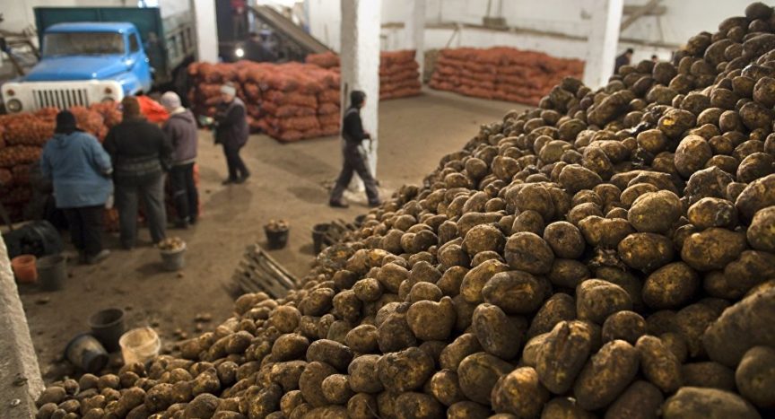 Картофелеводы Казахстана нацелены на Европу