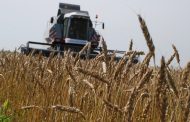 Казахстан: С 10 по 17 августа на ЕТС было продано 17500 тонн пшеницы и ячменя