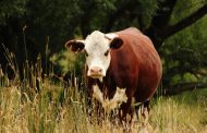 Схожие с нодулярным дерматитом признаки обнаружили у скота в Костанайской области