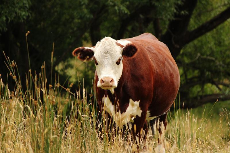 Схожие с нодулярным дерматитом признаки обнаружили у скота в Костанайской области