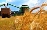 В этом сезоне казахстанский рынок зерна обещает быть уникальным