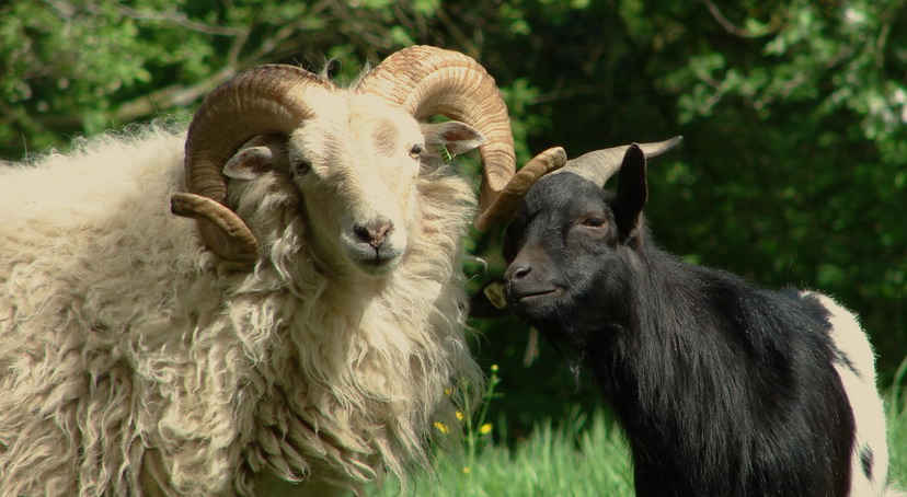 Количество овец и коз в Казахстане за полгода выросло почти на треть