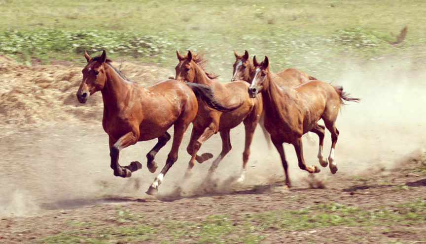 За первые шесть месяцев 2018 года лошадей в Казахстане стало больше на 456,1 тыс. голов