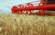 Вести с казахстанских полей: намолочено более 11 млн. тонн зерна