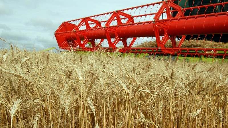 Вести с казахстанских полей: намолочено более 11 млн. тонн зерна