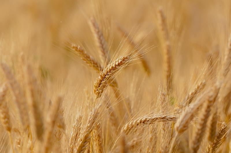 Рост цен на пшеницу выжидают казахстанские фермеры