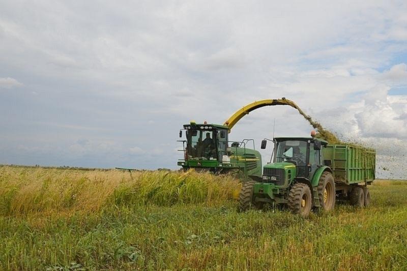 Урожай сахарного сорго впервые получат в Карагандинской области