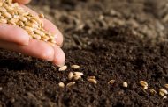 Под урожай-2019 в Казахстане засыпано более 563 тыс. тонн семян зерновых
