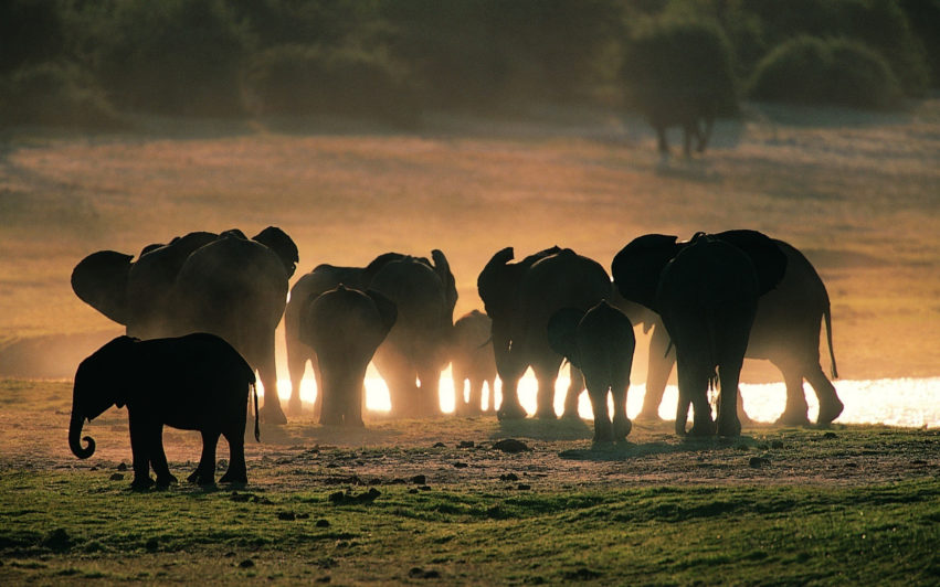 В Ботсване нашли почти 90 мёртвых слонов