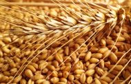 Уборка зерновых в Северном Казахстане на 42% отстает от прошлого года