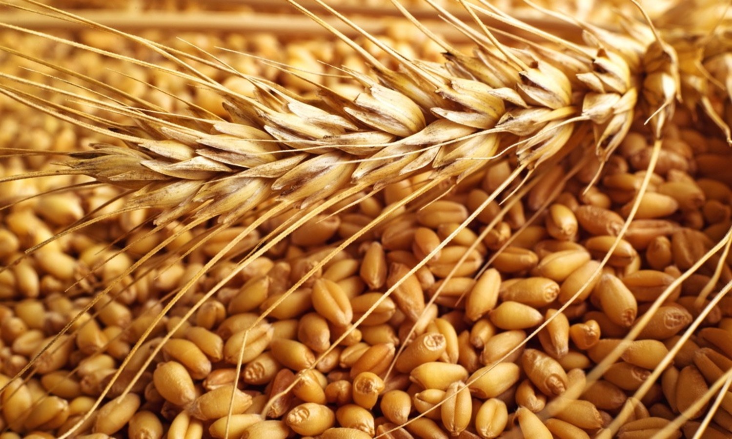 Уборка зерновых в Северном Казахстане на 42% отстает от прошлого года