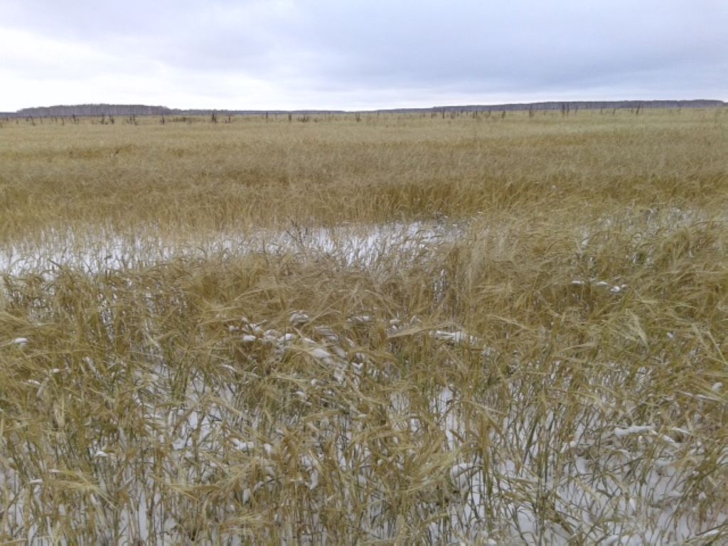 Казахстанское зерно рискует уйти под снег