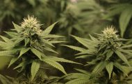 Более 7 кг марихуаны изъяли у жителя Жамбылской области