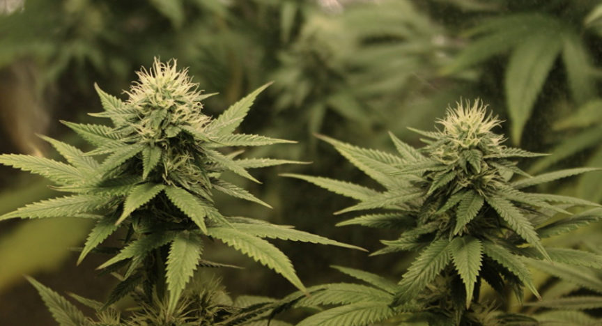 Более 7 кг марихуаны изъяли у жителя Жамбылской области