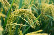 В Казахстане началась жатва риса