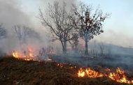 17 гектаров леса сгорели в Костанайской области