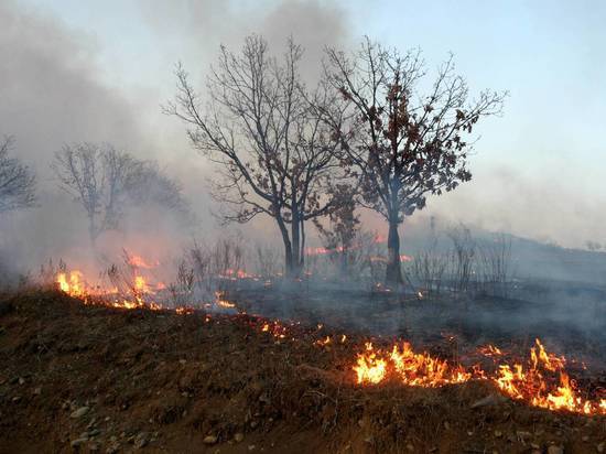 17 гектаров леса сгорели в Костанайской области
