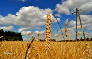 В Казахстане намолочено более 6,5 млн. тонн зерна нового урожая