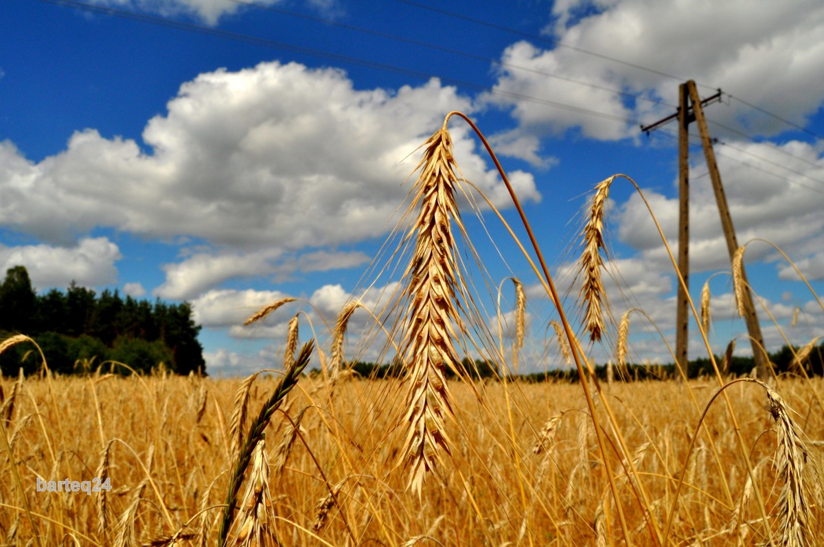 В Казахстане намолочено более 6,5 млн. тонн зерна нового урожая