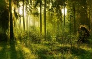 Казахстан ввел полугодовой запрет на экспорт лесоматериалов