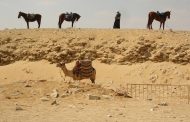 В Казахстане поголовье лошадей и верблюдов увеличилось более чем на 6%