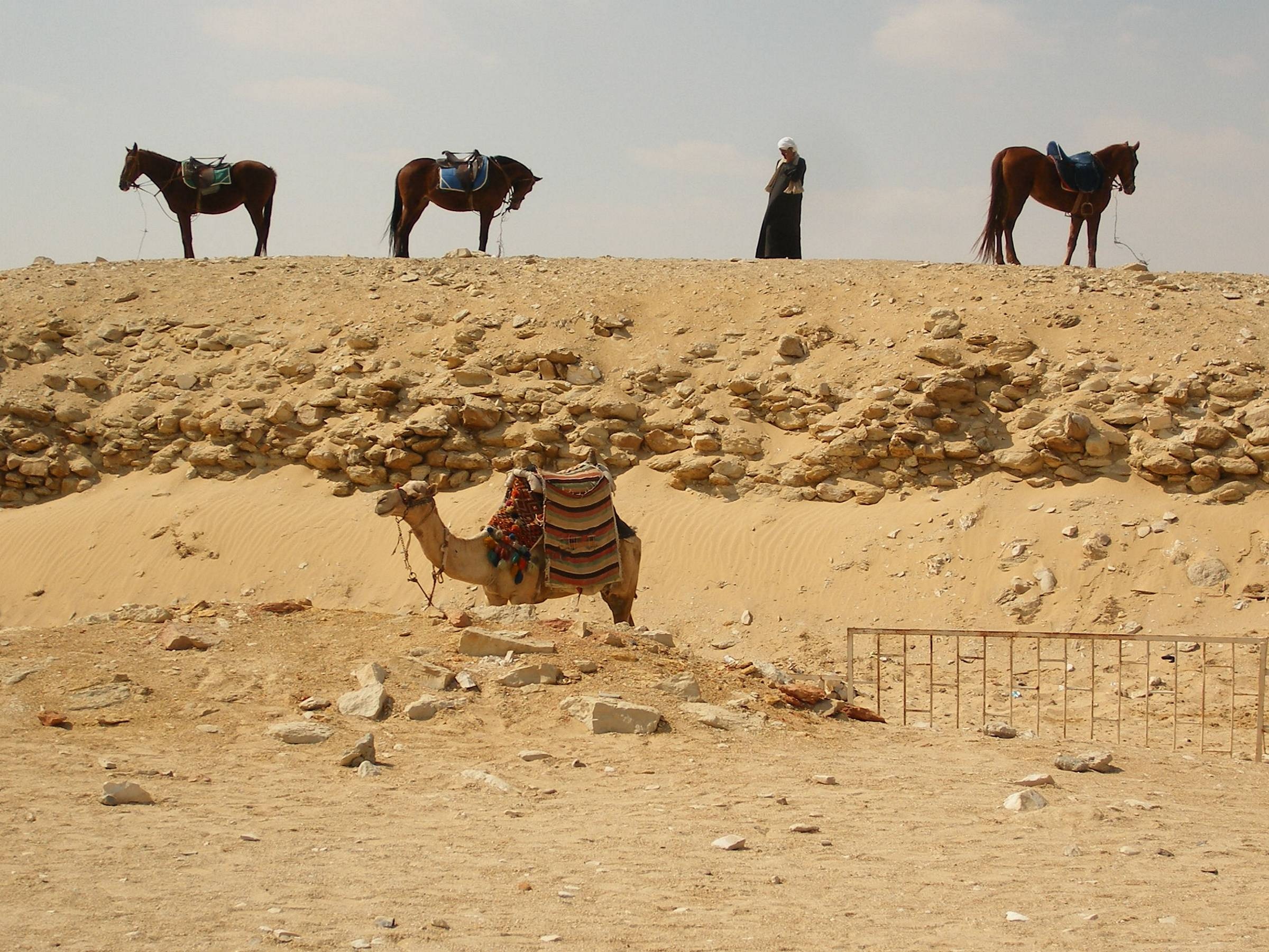 В Казахстане поголовье лошадей и верблюдов увеличилось более чем на 6%