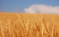 За 10 месяцев текущего года рост экспортных цен на казахстанскую пшеницу превысил 20%