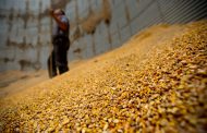 Вести с казахстанских полей: намолочено более 7,9 млн. тонн зерна