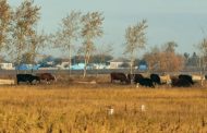 Подозрение на сибирскую язву: в ВКО выясняют причины гибели скота