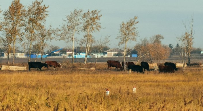 Подозрение на сибирскую язву: в ВКО выясняют причины гибели скота