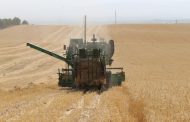 В Казахстане намолочено 14,7 млн. тонн зерна — почти на 6 млн. меньше прошлогоднего