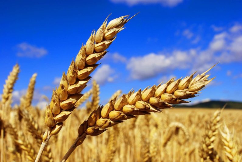 В 2018 году производство зерна будет самым низким за 3 года