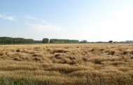Вполне вероятно, что в этом году казахстанская пшеница будет в цене