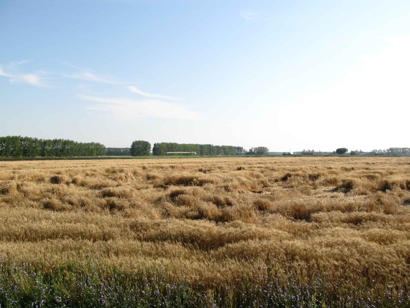Вполне вероятно, что в этом году казахстанская пшеница будет в цене