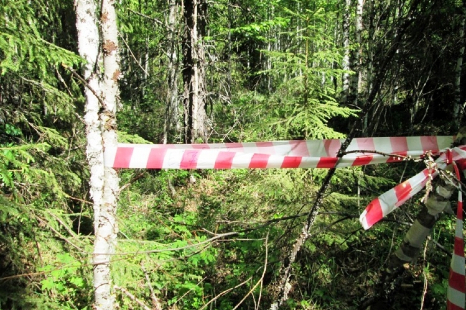 Тело неизвестного мужчины нашли в лесопосадке Костаная