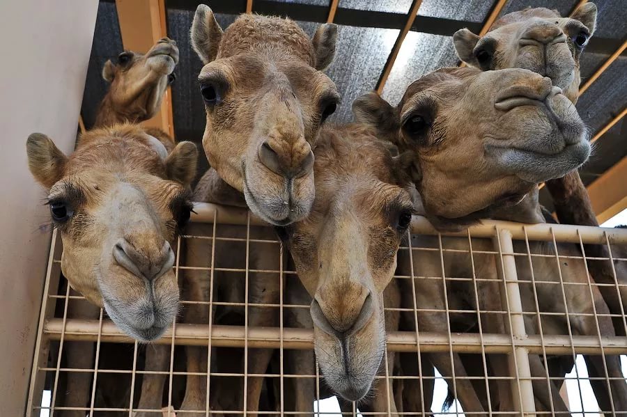 Казахстанско-китайское предприятие планирует выращивать верблюдов, чтобы решить проблему дефицита сырья