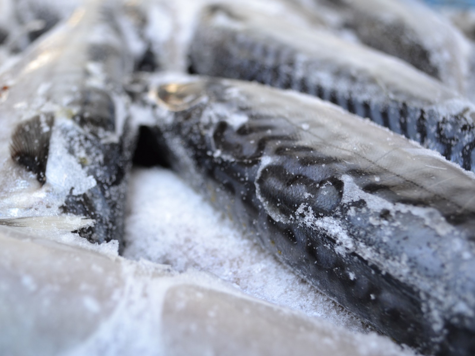 На границе Оренбурга с Казахстаном развернули 5 тонн мороженой рыбы