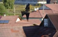 Хищная птица ворует шапки в Костанае