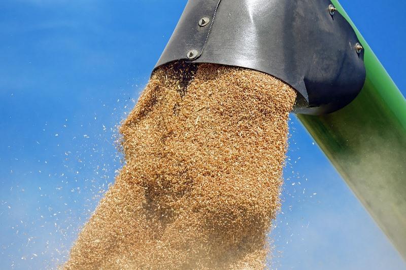22,1 млн тонн зерна намолочено в Казахстане