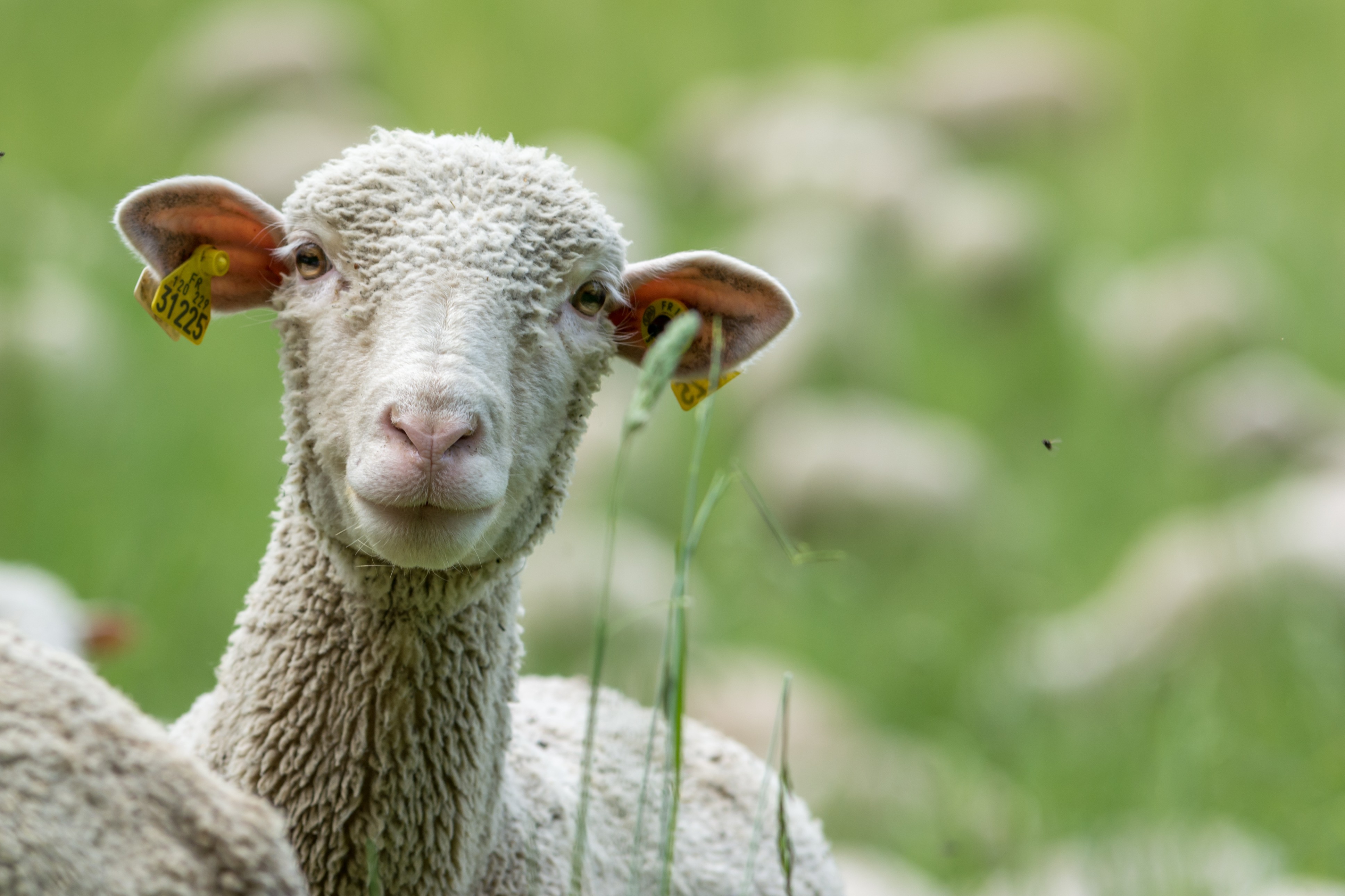 Грязную овечью шерсть из Казахстана не пустили в Волгоградскую область