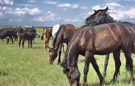 Казахстан: Кражам скота мешает цифра