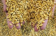 Костанайская область экспортировала 2,1 млн тонн зерна