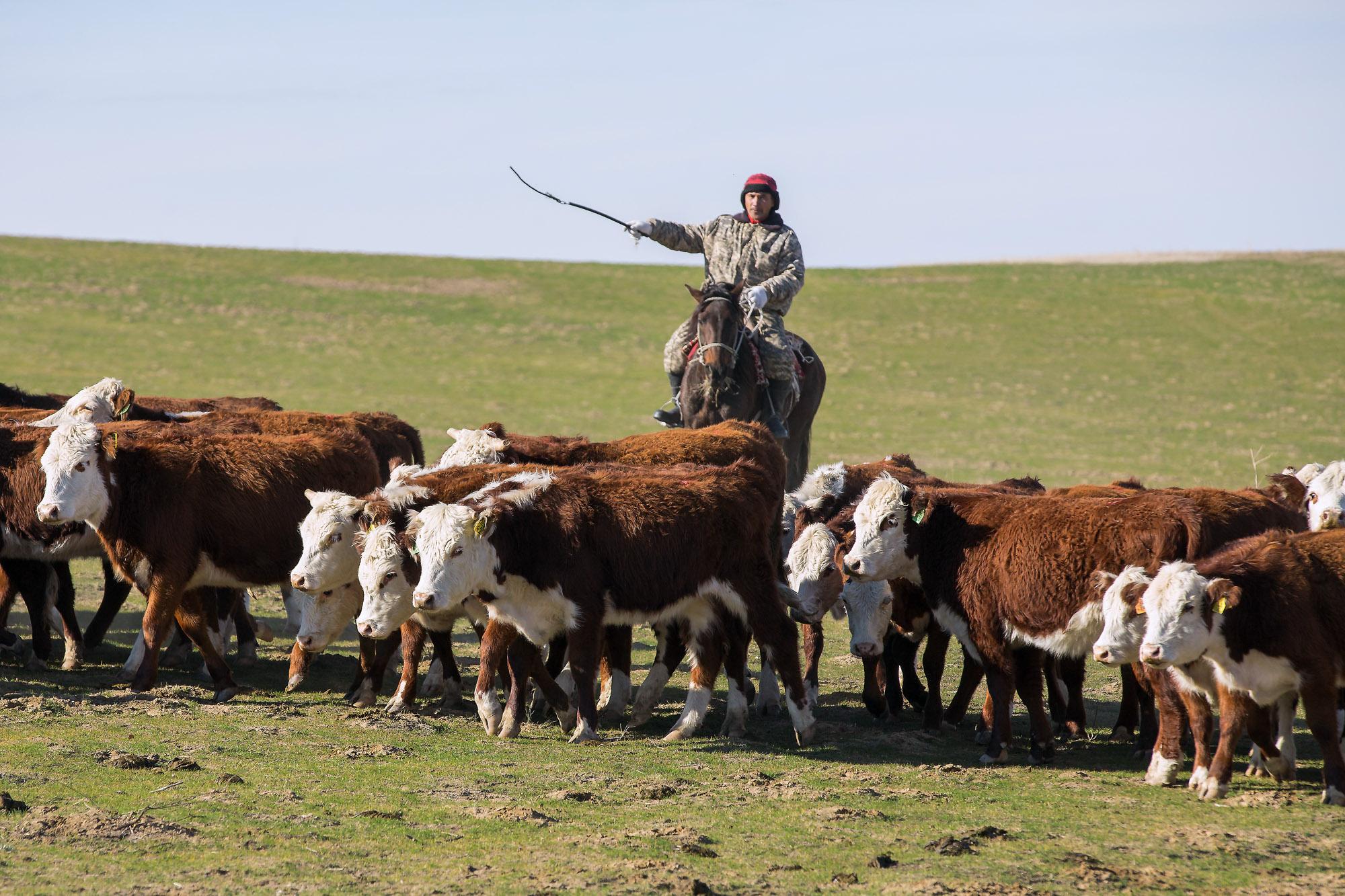 Иностранные инвесторы стали меньше интересоваться сельским хозяйством Казахстана
