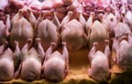 Кыргызстан ограничил ввоз мяса птицы и яиц из Казахстана