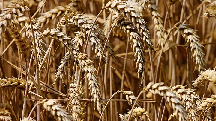 Из Алтайского края в Казахстан пытались вывезти опасную пшеницу