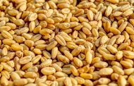 Аграрии Казахстана недовольны ценами на зерно