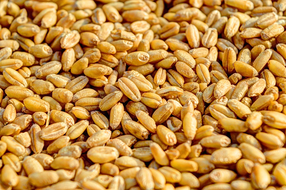 Аграрии Казахстана недовольны ценами на зерно